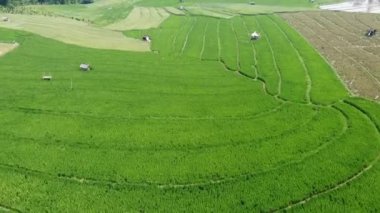 Semarang, Central Java köyündeki tarımsal pirinç tarlalarının panoraması. Teraslı pirinç tarlaları gibi. Bali Endonezya.