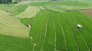 Semarang, Central Java köyündeki tarımsal pirinç tarlalarının panoraması. Teraslı pirinç tarlaları gibi. Bali Endonezya.
