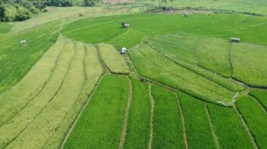 Semarang, Central Java köyündeki tarımsal pirinç tarlalarının panoraması. Teraslı pirinç tarlaları gibi. Bali Endonezya.
