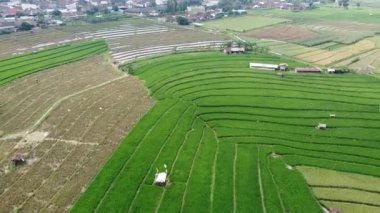 Semarang, Central Java köyündeki tarımsal pirinç tarlalarının panoraması. Teraslı pirinç tarlaları gibi. Bali Endonezya.