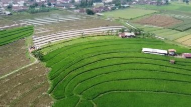 Semarang, Central Java köyündeki tarımsal pirinç tarlalarının panoraması. Teraslı pirinç tarlaları gibi. Bali Endonezya.