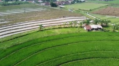 Semarang, Central Java köyündeki tarımsal pirinç tarlalarının panoraması. Teraslı pirinç tarlaları gibi. Bali Endonezya.