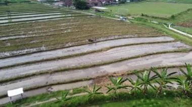 Semarang, Central Java köyündeki tarımsal pirinç tarlalarının panoraması. Teraslı pirinç tarlaları gibi. Bali Endonezya.