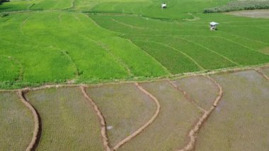 Semarang, Central Java köyündeki tarımsal pirinç tarlalarının panoraması. Teraslı pirinç tarlaları gibi. Bali Endonezya.