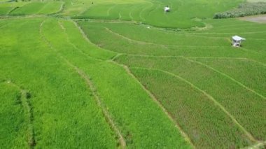 Semarang, Central Java köyündeki tarımsal pirinç tarlalarının panoraması. Teraslı pirinç tarlaları gibi. Bali Endonezya.