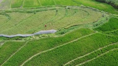 Semarang, Central Java köyündeki tarımsal pirinç tarlalarının panoraması. Teraslı pirinç tarlaları gibi. Bali Endonezya.