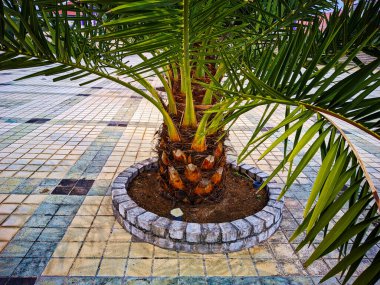 Tarım teknolojisiyle, hurma palmiyeleri artık Endonezya 'da iyi büyüyebilir..