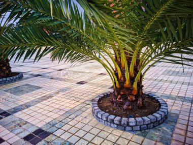 Tarım teknolojisiyle, hurma palmiyeleri artık Endonezya 'da iyi büyüyebilir..