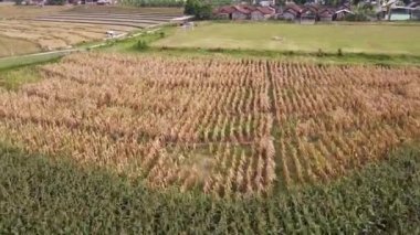Semarang, Central Java köyündeki tarımsal pirinç tarlalarının panoraması. Teraslı pirinç tarlaları gibi. Bali Endonezya.