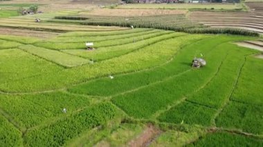 Semarang, Central Java köyündeki tarımsal pirinç tarlalarının panoraması. Teraslı pirinç tarlaları gibi. Bali Endonezya.