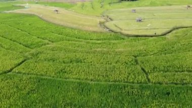 Semarang, Central Java köyündeki tarımsal pirinç tarlalarının panoraması. Teraslı pirinç tarlaları gibi. Bali Endonezya.