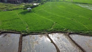 Semarang, Central Java köyündeki tarımsal pirinç tarlalarının panoraması. Teraslı pirinç tarlaları gibi. Bali Endonezya.