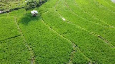 Semarang, Central Java köyündeki tarımsal pirinç tarlalarının panoraması. Teraslı pirinç tarlaları gibi. Bali Endonezya.