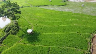 Semarang, Central Java köyündeki tarımsal pirinç tarlalarının panoraması. Teraslı pirinç tarlaları gibi. Bali Endonezya.