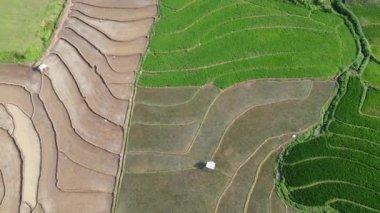 Semarang, Central Java köyündeki tarımsal pirinç tarlalarının panoraması. Teraslı pirinç tarlaları gibi. Bali Endonezya.