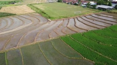 Semarang, Central Java köyündeki tarımsal pirinç tarlalarının panoraması. Teraslı pirinç tarlaları gibi. Bali Endonezya.