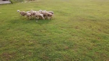 Sağlıklı, şişman ve yoğun kürk üreme kafesinde bulunan keçiler Kurban Bayramı için uygundur.