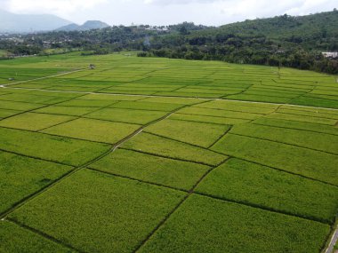 RAWA PENING GÖNDÜNDÜNDÜNDÜNÜNÜNÜNÜZDE GÖRÜNDÜNÜĞÜ AMBARAWA GÖRÜNDÜĞÜ GÖRÜNÜNDÜĞÜ