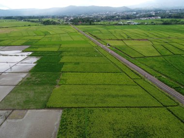 RAWA PENING GÖNDÜNDÜNDÜNDÜNÜNÜNÜNÜZDE GÖRÜNDÜNÜĞÜ AMBARAWA GÖRÜNDÜĞÜ GÖRÜNÜNDÜĞÜ
