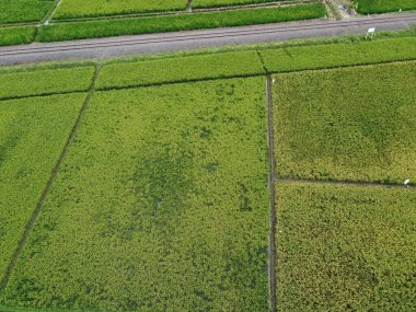 RAWA PENING GÖNDÜNDÜNDÜNDÜNÜNÜNÜNÜZDE GÖRÜNDÜNÜĞÜ AMBARAWA GÖRÜNDÜĞÜ GÖRÜNÜNDÜĞÜ