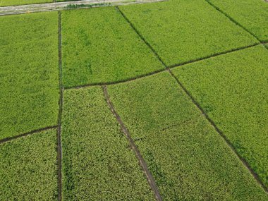 RAWA PENING GÖNDÜNDÜNDÜNDÜNÜNÜNÜNÜZDE GÖRÜNDÜNÜĞÜ AMBARAWA GÖRÜNDÜĞÜ GÖRÜNÜNDÜĞÜ