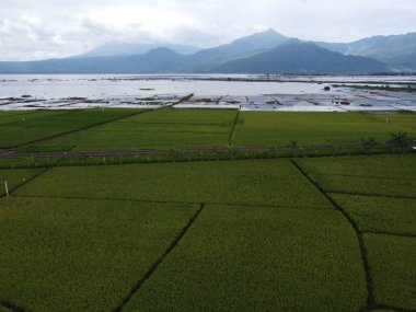 RAWA PENING GÖNDÜNDÜNDÜNDÜNÜNÜNÜNÜZDE GÖRÜNDÜNÜĞÜ AMBARAWA GÖRÜNDÜĞÜ GÖRÜNÜNDÜĞÜ