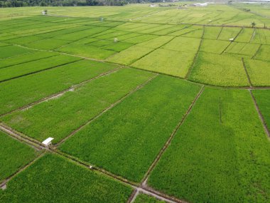 RAWA PENING GÖNDÜNDÜNDÜNDÜNÜNÜNÜNÜZDE GÖRÜNDÜNÜĞÜ AMBARAWA GÖRÜNDÜĞÜ GÖRÜNÜNDÜĞÜ