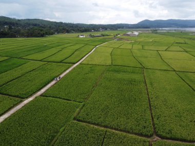 RAWA PENING GÖNDÜNDÜNDÜNDÜNÜNÜNÜNÜZDE GÖRÜNDÜNÜĞÜ AMBARAWA GÖRÜNDÜĞÜ GÖRÜNÜNDÜĞÜ
