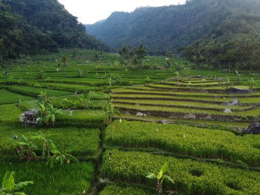 Mound AMBARAWA, İNDONEZYA 'DA ÜZERİNE PANORAMİK AÇIKLARININ GÖREVİ