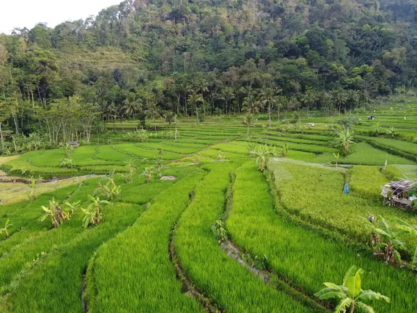 Mound AMBARAWA, İNDONEZYA 'DA ÜZERİNE PANORAMİK AÇIKLARININ GÖREVİ