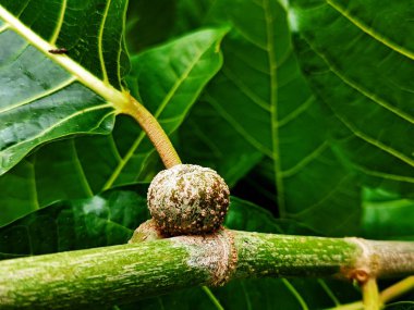 Ficus nota, Moraceae familyasından bir bitki türü. - Evet. Tibig ya da Sacking Tree olarak bilinir.,