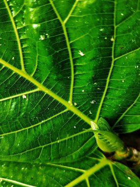 Sanatsal Ficus 'un Güzeli NOTA ÇALIŞMASI