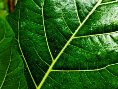 Sanatsal Ficus 'un Güzeli NOTA ÇALIŞMASI