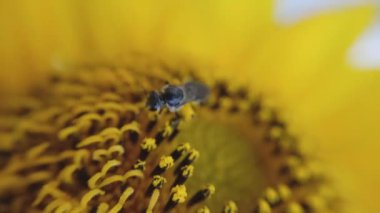 Bahçede çiçek arayan sevimli ve sevimli turuncu arıların makro fotoğrafçılığı.