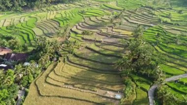 Orta Cava köyündeki tarımsal pirinç tarlalarının hava manzarası. Teraslı pirinç tarlaları gibi. Bali ASIA Endonezya.