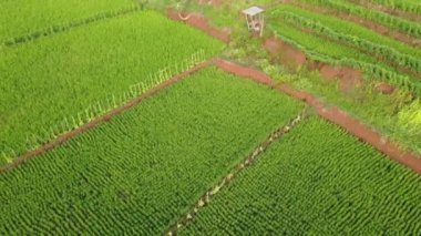 Orta Cava köyündeki tarımsal pirinç tarlalarının hava manzarası. Teraslı pirinç tarlaları gibi. Bali ASIA Endonezya.