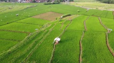 Orta Cava köyündeki tarımsal pirinç tarlalarının hava manzarası. Teraslı pirinç tarlaları gibi. Bali ASIA Endonezya.