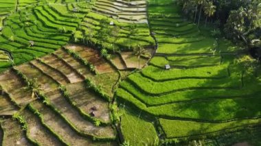Orta Cava köyündeki tarımsal pirinç tarlalarının hava manzarası. Teraslı pirinç tarlaları gibi. Bali ASIA Endonezya.