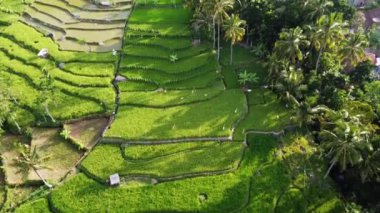 Orta Cava köyündeki tarımsal pirinç tarlalarının hava manzarası. Teraslı pirinç tarlaları gibi. Bali ASIA Endonezya.