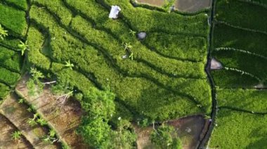 Orta Cava köyündeki tarımsal pirinç tarlalarının hava manzarası. Teraslı pirinç tarlaları gibi. Bali ASIA Endonezya.