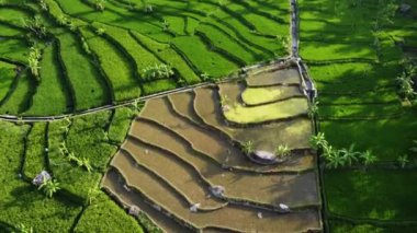 Orta Cava köyündeki tarımsal pirinç tarlalarının hava manzarası. Teraslı pirinç tarlaları gibi. Bali ASIA Endonezya.