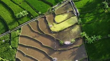 Orta Cava köyündeki tarımsal pirinç tarlalarının hava manzarası. Teraslı pirinç tarlaları gibi. Bali ASIA Endonezya.