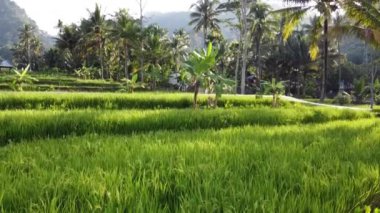 Orta Cava köyündeki tarımsal pirinç tarlalarının hava manzarası. Teraslı pirinç tarlaları gibi. Bali ASIA Endonezya.