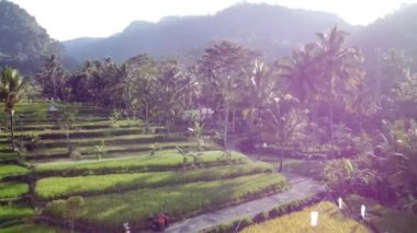 Orta Cava köyündeki tarımsal pirinç tarlalarının hava manzarası. Teraslı pirinç tarlaları gibi. Bali ASIA Endonezya.