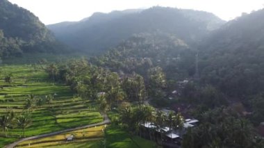 Orta Cava köyündeki tarımsal pirinç tarlalarının hava manzarası. Teraslı pirinç tarlaları gibi. Bali ASIA Endonezya.
