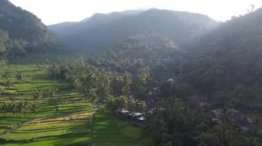 Orta Cava köyündeki tarımsal pirinç tarlalarının hava manzarası. Teraslı pirinç tarlaları gibi. Bali ASIA Endonezya.