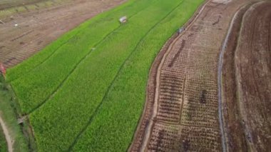 Orta Cava köyündeki tarımsal pirinç tarlalarının hava manzarası. Teraslı pirinç tarlaları gibi. Bali ASIA Endonezya.