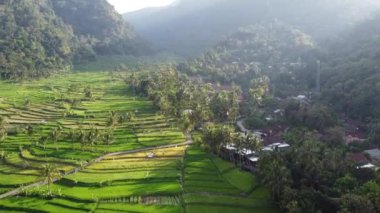 Orta Cava köyündeki tarımsal pirinç tarlalarının hava manzarası. Teraslı pirinç tarlaları gibi. Bali ASIA Endonezya.