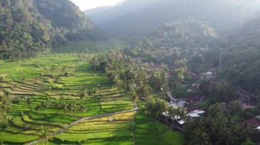 Orta Cava köyündeki tarımsal pirinç tarlalarının hava manzarası. Teraslı pirinç tarlaları gibi. Bali ASIA Endonezya.