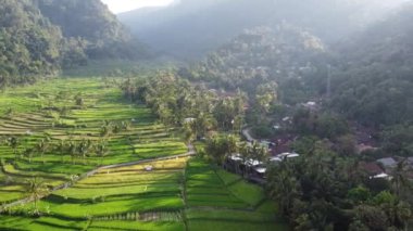 Orta Cava köyündeki tarımsal pirinç tarlalarının hava manzarası. Teraslı pirinç tarlaları gibi. Bali ASIA Endonezya.